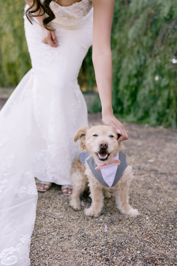 bride bending down to pet her dog of honor dressed in suit
